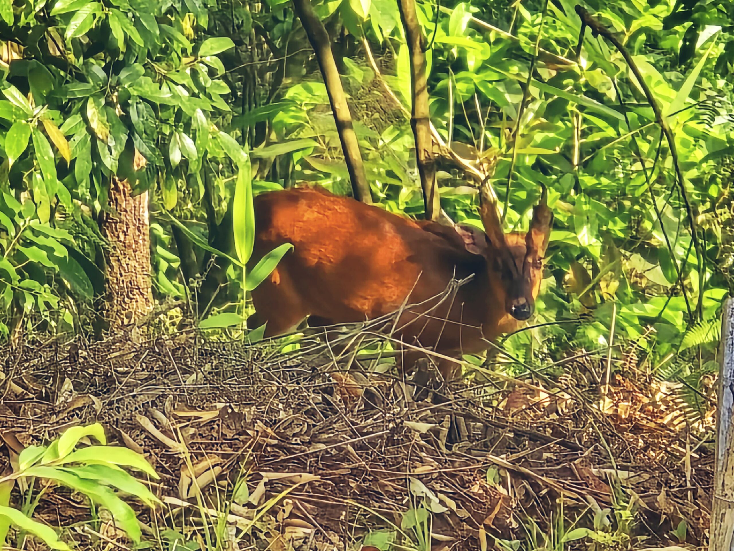 Wild Animals in Little Rishihaat retreat